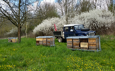 Bienenstöcke